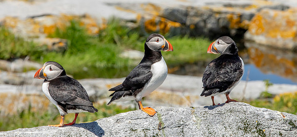 319 puffins (AF3A4525) June 25, 2019 copy