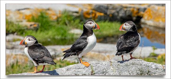 319 puffins (AF3A4525) June 25, 2019 copy_pe