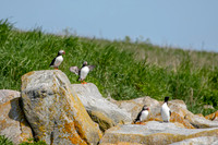 1puffins (AF3A0157) June 23, 2019 copy