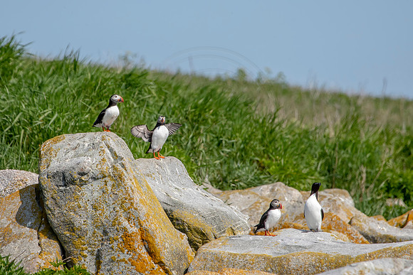 1puffins (AF3A0157) June 23, 2019 copy