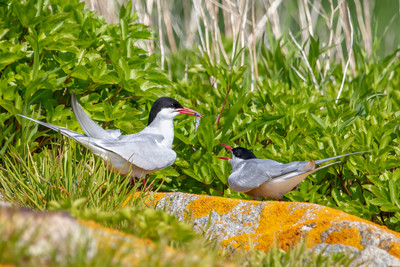 1 atlantic terns (AF3A0140) June 23, 2019 copy