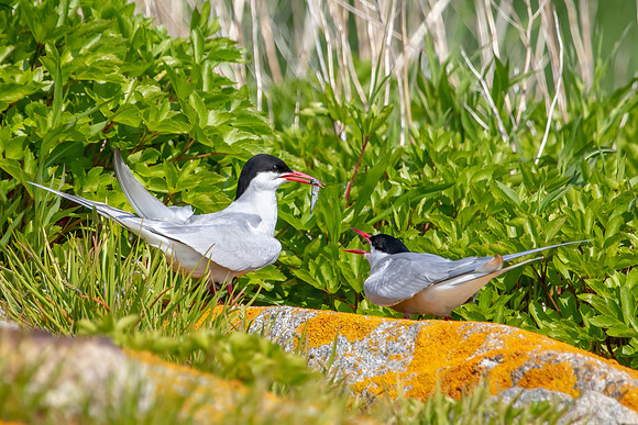1 atlantic terns (AF3A0140) June 23, 2019 copy