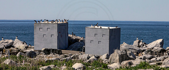 26 puffin blinds (AF3A2054) June 24, 2019 copy
