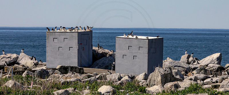 26 puffin blinds (AF3A2054) June 24, 2019 copy