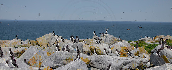 1 razorbills (AF3A1303) June 23, 2019 copy