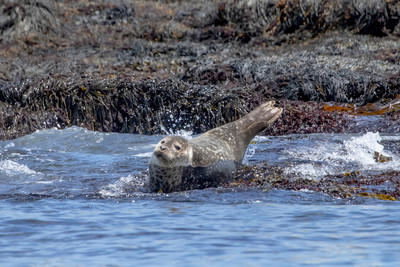 1 harbor seals (AF3A6826) June 25, 2019 copy