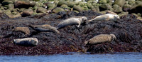 1 harbor seals (AF3A6555) June 25, 2019 copy