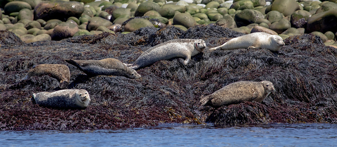 1 harbor seals (AF3A6555) June 25, 2019 copy