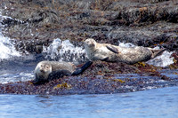 1 harbor seals (AF3A6568) June 25, 2019 copy