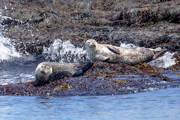 1 harbor seals (AF3A6568) June 25, 2019 copy