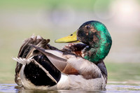 4 male mallard (624A3156) May 5, 2018