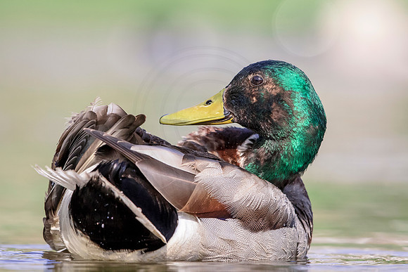 4 male mallard (624A3156) May 5, 2018
