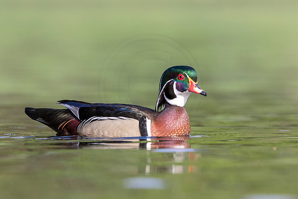 6 male wood duck (624A3017) May 5, 2018