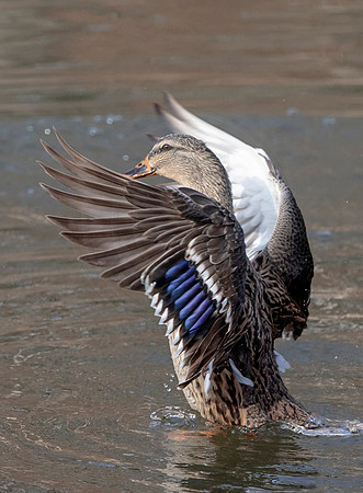 12 mallard (AF3A9128) December 1, 2018