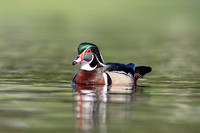 7 male wood duck (624A3030) May 5, 2018