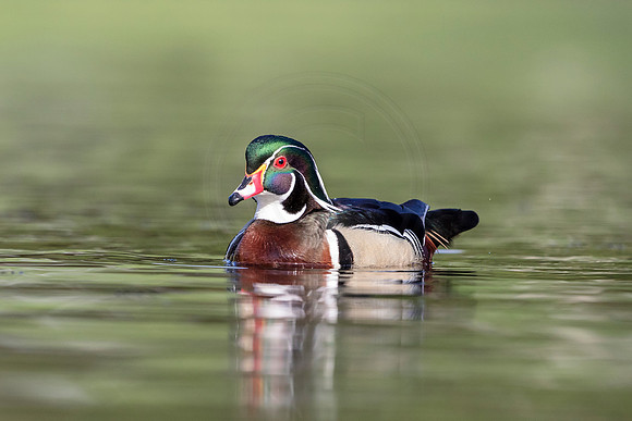 7 male wood duck (624A3030) May 5, 2018