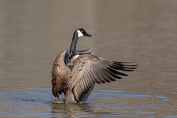 6 goose (AF3A2284) March 7, 2021