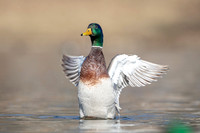 13 mallard (AF3A3727) March 13, 2021