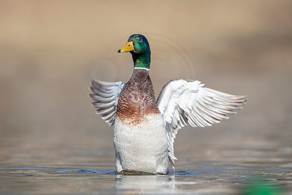 13 mallard (AF3A3727) March 13, 2021