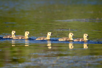 6 goslings (AF3A1847) May 11, 2019