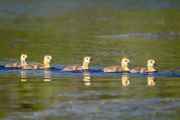 6 goslings (AF3A1847) May 11, 2019