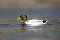 17 hybrid duck (AF3A3704) March 13, 2021