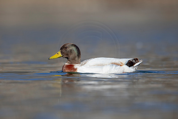 17 hybrid duck (AF3A3704) March 13, 2021