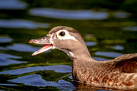 16 female wood duck (IMG_0924) June 11, 2017