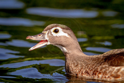 16 female wood duck (IMG_0924) June 11, 2017