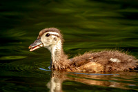 17 wood duckling (IMG_0935) June 11, 2017