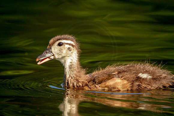17 wood duckling (IMG_0935) June 11, 2017