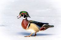 22 wood duck (624A0033) March 19, 2017