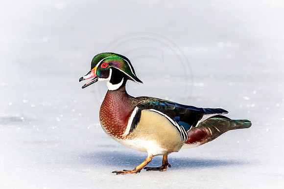 22 wood duck (624A0033) March 19, 2017