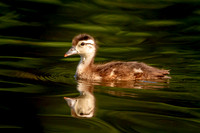 24 wood duckling (IMG_0994) June 11, 2017