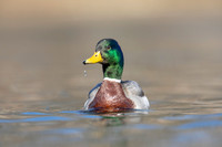 26 mallard (AF3A3635) March 13, 2021