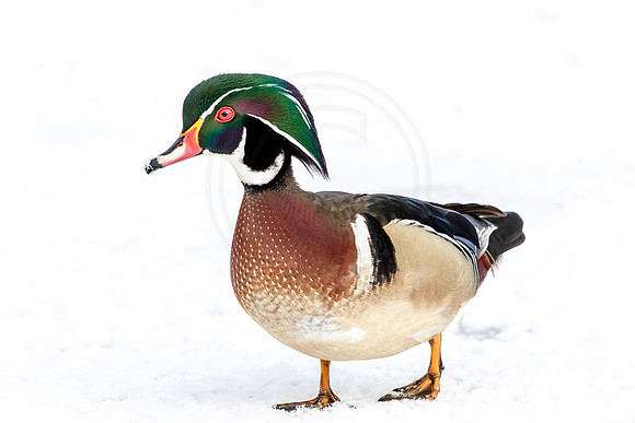 28 male wood duck (624A9546) March 19, 2017