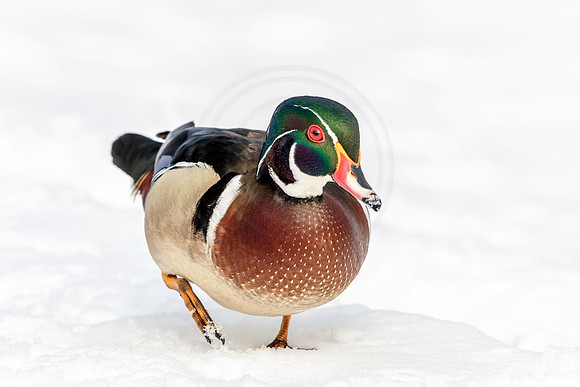 29 male wood duck (624A9654) March 19, 2017