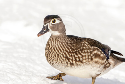 31 female wood duck (624A9752) March 19, 2017