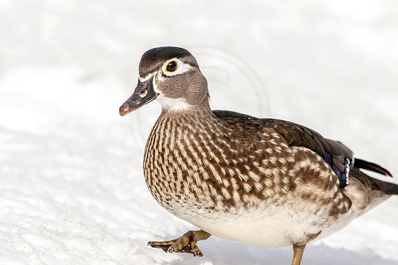 31 female wood duck (624A9752) March 19, 2017