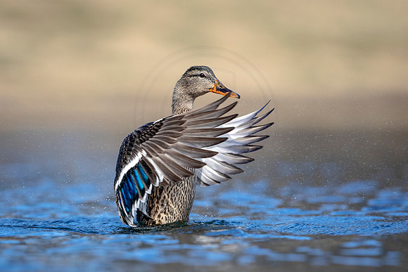 31 mallard (AF3A6780) March 24 2019