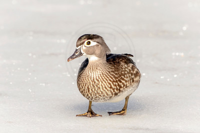 33 female wood duck (624A0007) March 19, 2017