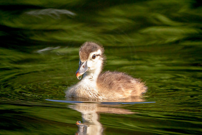 32 wood duckling (IMG_0998) June 11, 2017