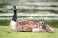 20 gosling (624A7621) June 2, 2018