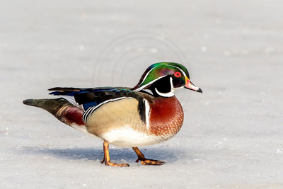 34 male wood duck (624A0002) March 19, 2017
