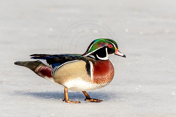 34 male wood duck (624A0002) March 19, 2017