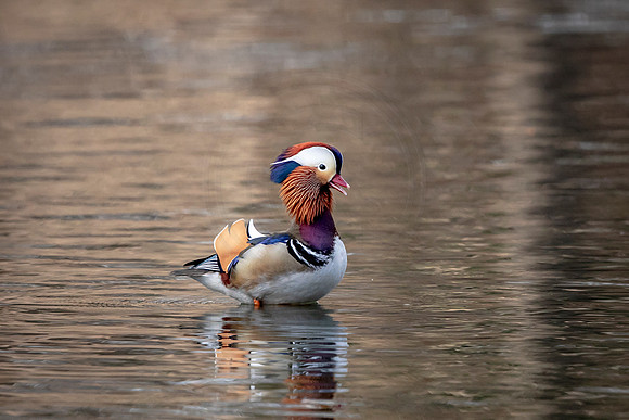 42 mandarin duck (AF3A8178) March 27, 2019