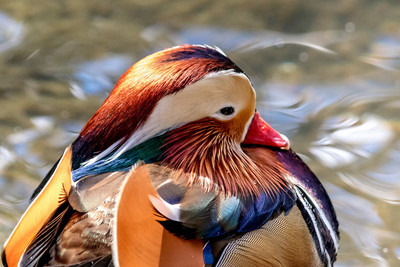 40 central park zoo (624A5250) March 4, 2018