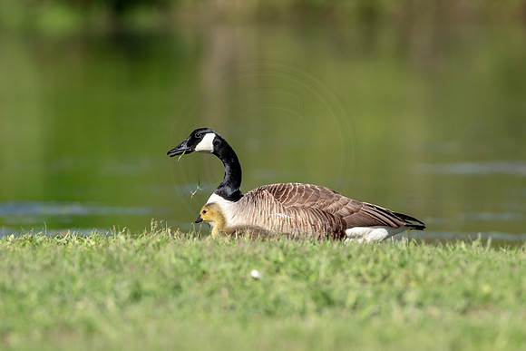 37 goose and gosling (AF3A1569) May 11, 2019
