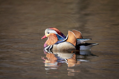 43 mandarin duck (AF3A7660) March 27, 2019
