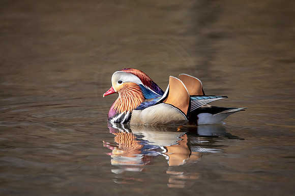 43 mandarin duck (AF3A7660) March 27, 2019